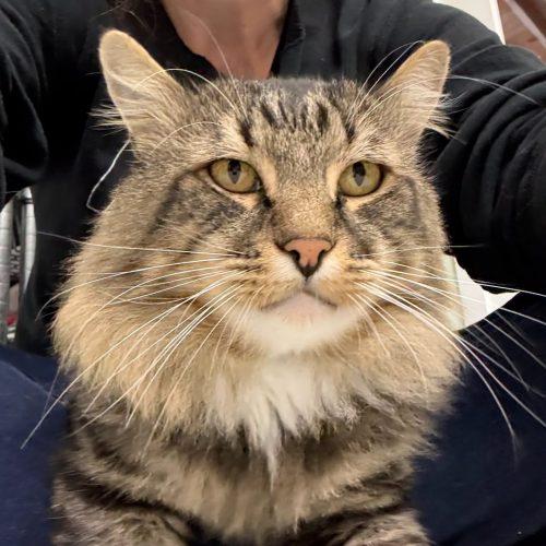 Doug Fir, Adoptable, Young Male Domestic Long Hair & Tabby.