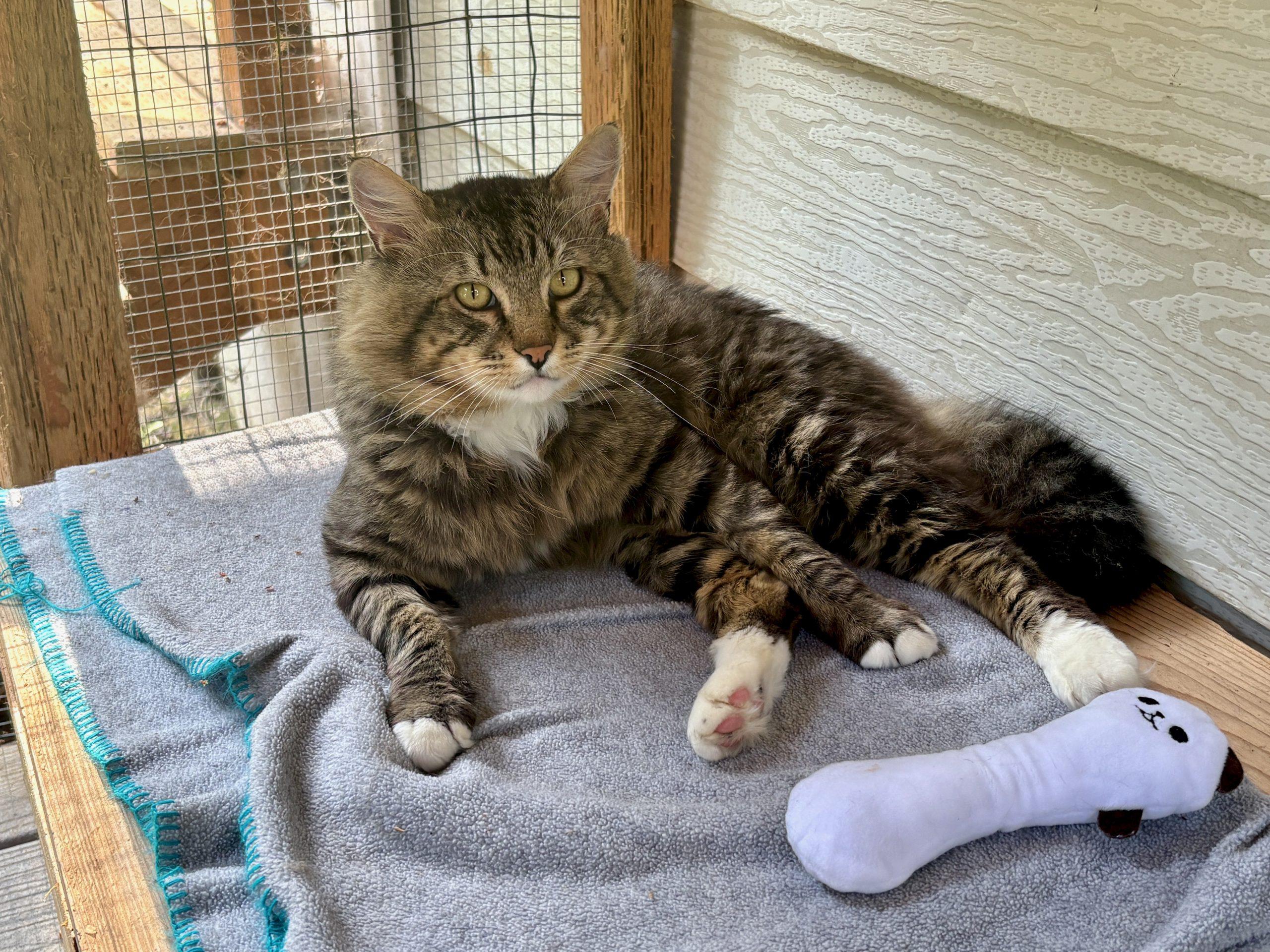 Doug Fir, Adoptable, Young Male Domestic Long Hair & Tabby.