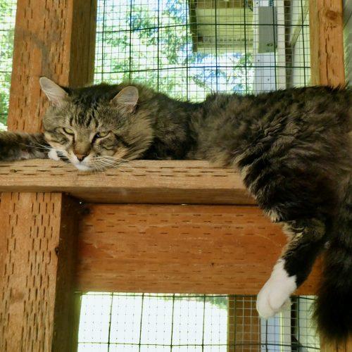 Doug Fir, a Adoptable mixed breed in Vashon Island, WA image 3/5
