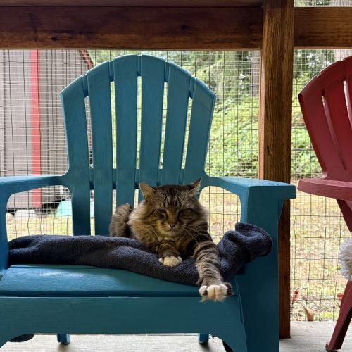 Doug Fir, a Adoptable mixed breed in Vashon Island, WA image 5/5