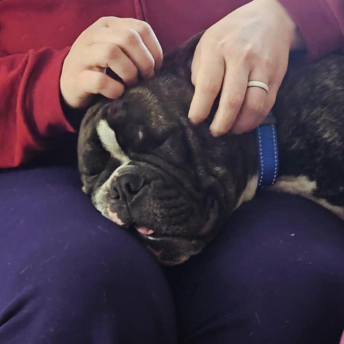 Enlarge Sir Tubby Mc Ducky the Third, a Adopted mixed breed in Wheaton, IL image 1/4