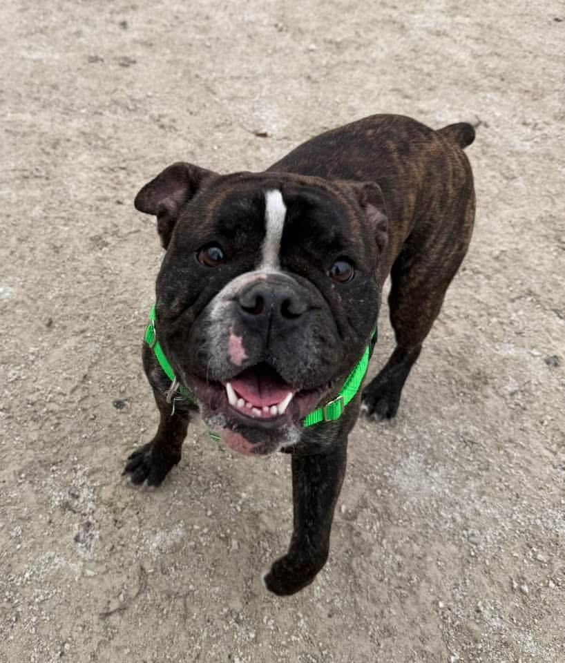 Enlarge Sir Tubby Mc Ducky the Third, a Adopted mixed breed in Wheaton, IL image 2/4