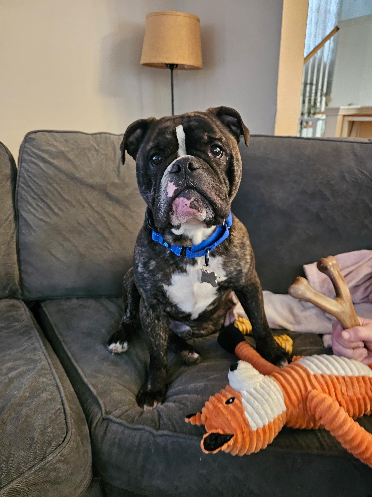 Enlarge Sir Tubby Mc Ducky the Third, a Adopted mixed breed in Wheaton, IL image 4/4