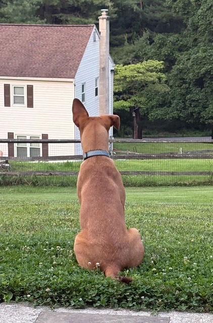 Phillip, Adopted, Young Male Pharaoh Hound & Yellow Labrador Retriever.