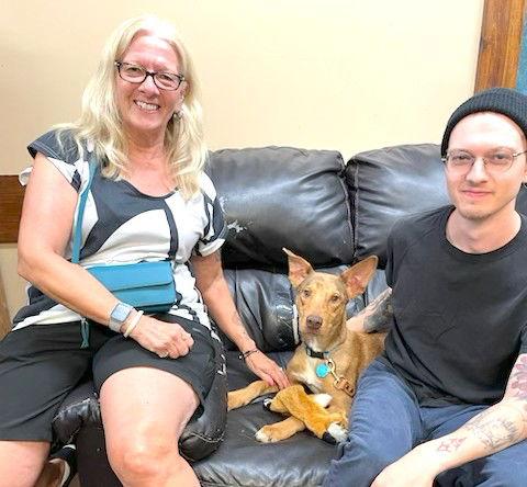 Phillip, a Adopted mixed breed in Mount Laurel, NJ image 2/3