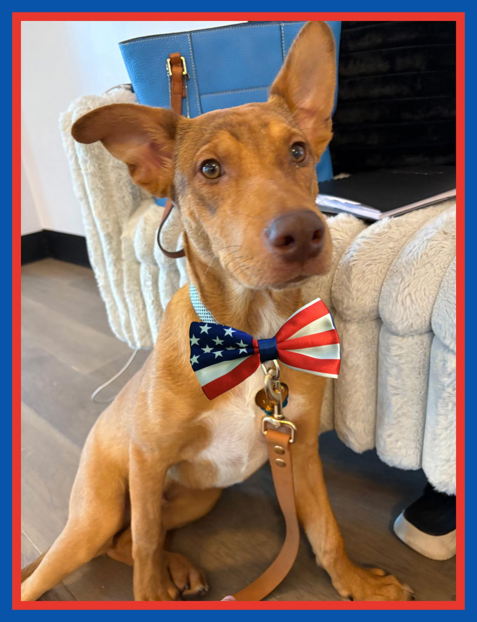 Phillip, a Adopted mixed breed in Mount Laurel, NJ image 3/3