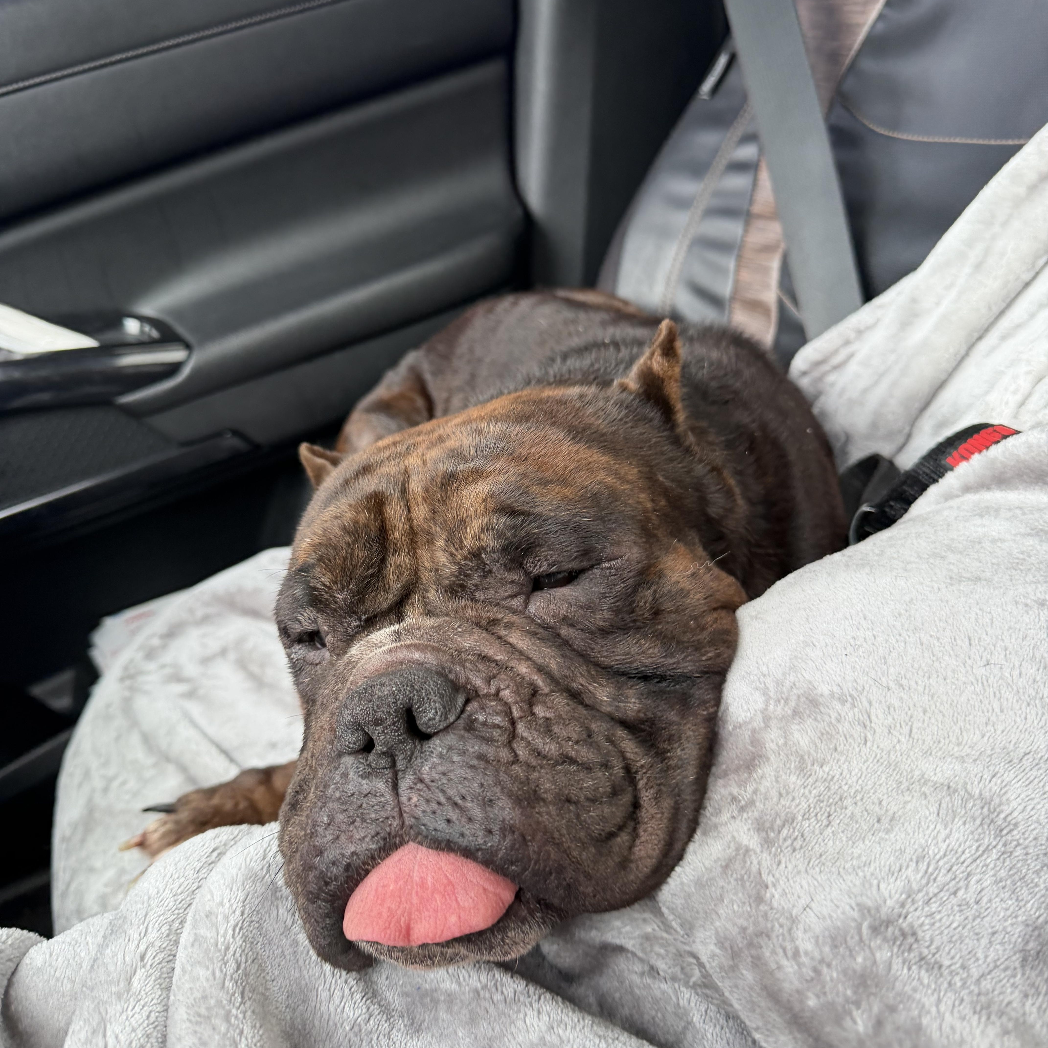 Enlarge Tank , a Adoptable mixed breed in Palm Coast, FL image 2/3