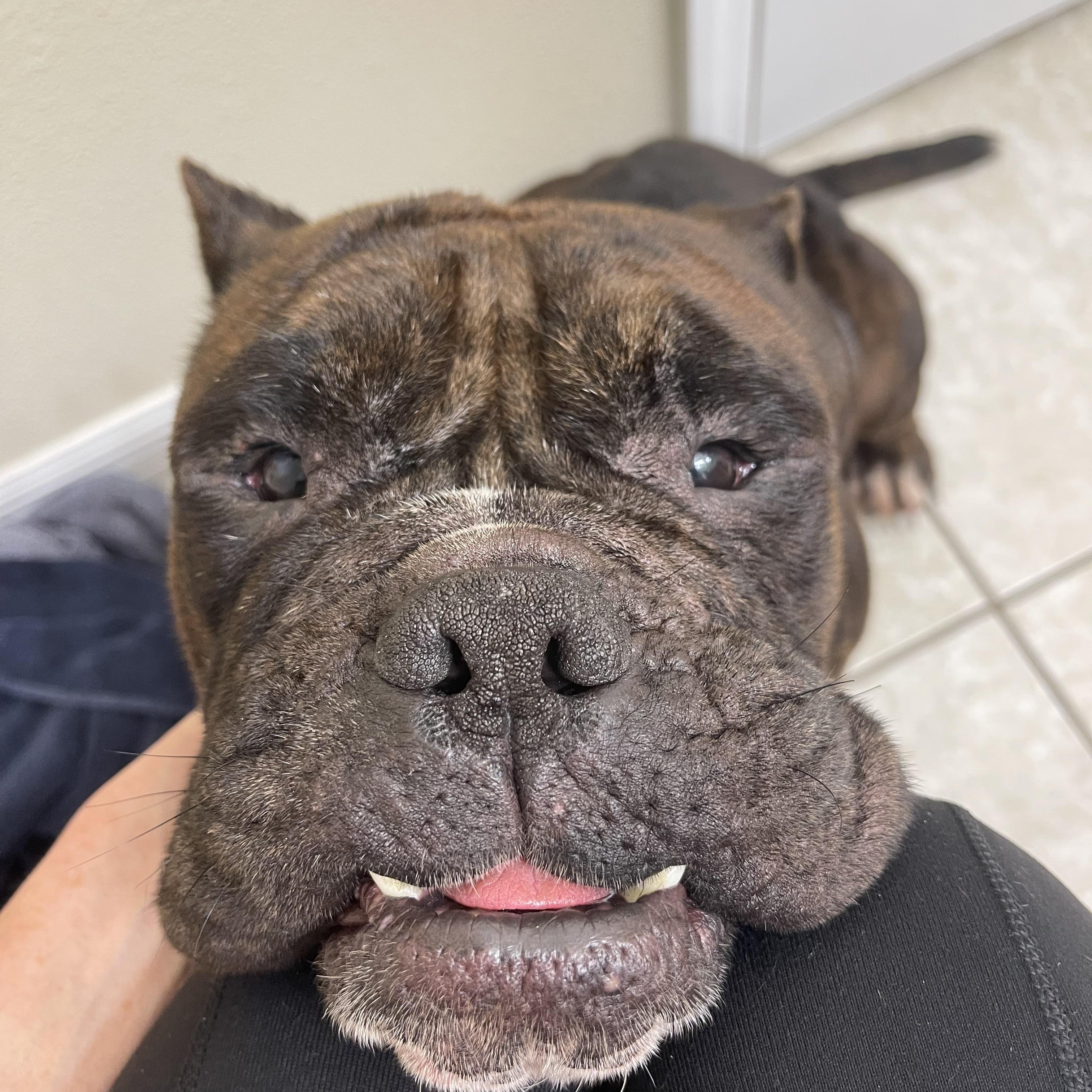 Enlarge Tank , a Adoptable mixed breed in Palm Coast, FL image 3/3