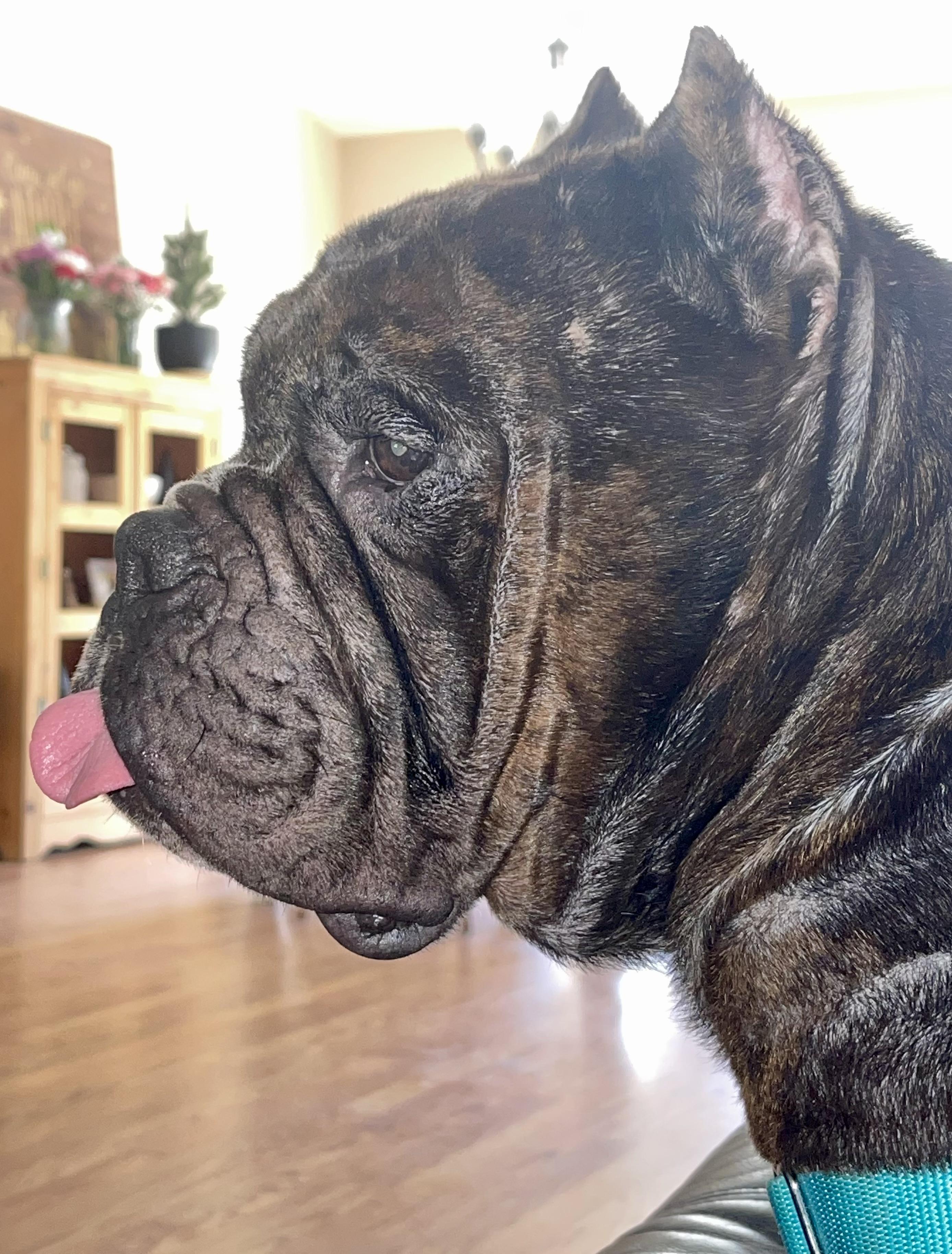 Enlarge Tank , a Adoptable mixed breed in Palm Coast, FL image 1/3