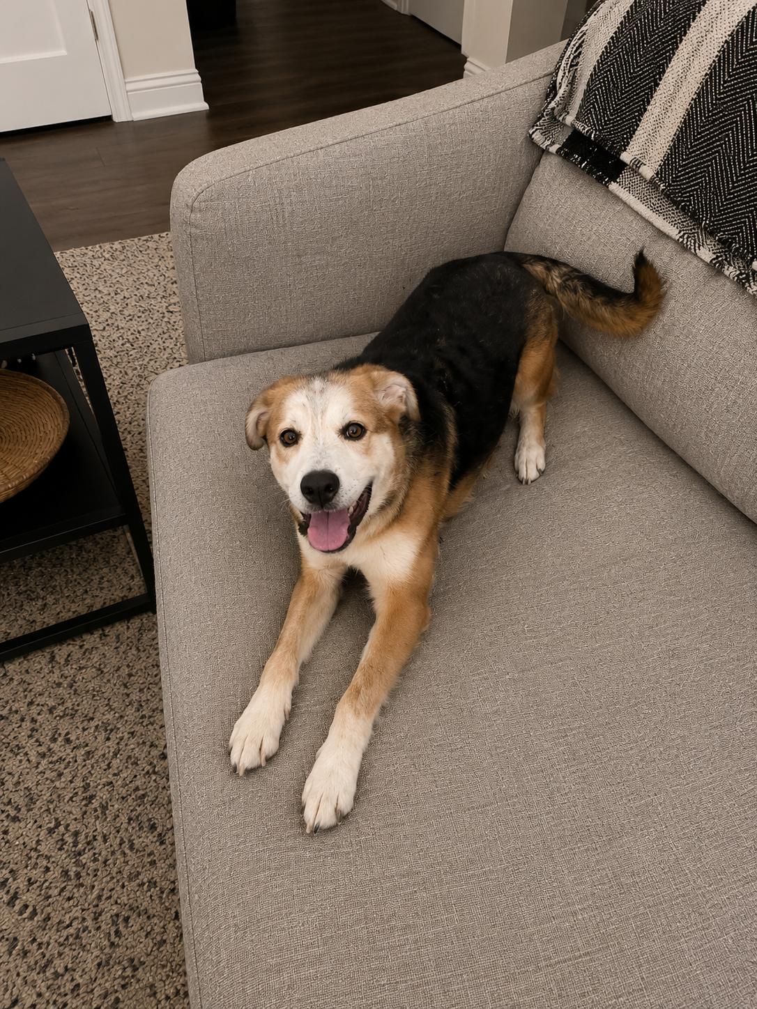 Enlarge Zaruah, a Adoptable mixed breed in Inez, TX image 2/4