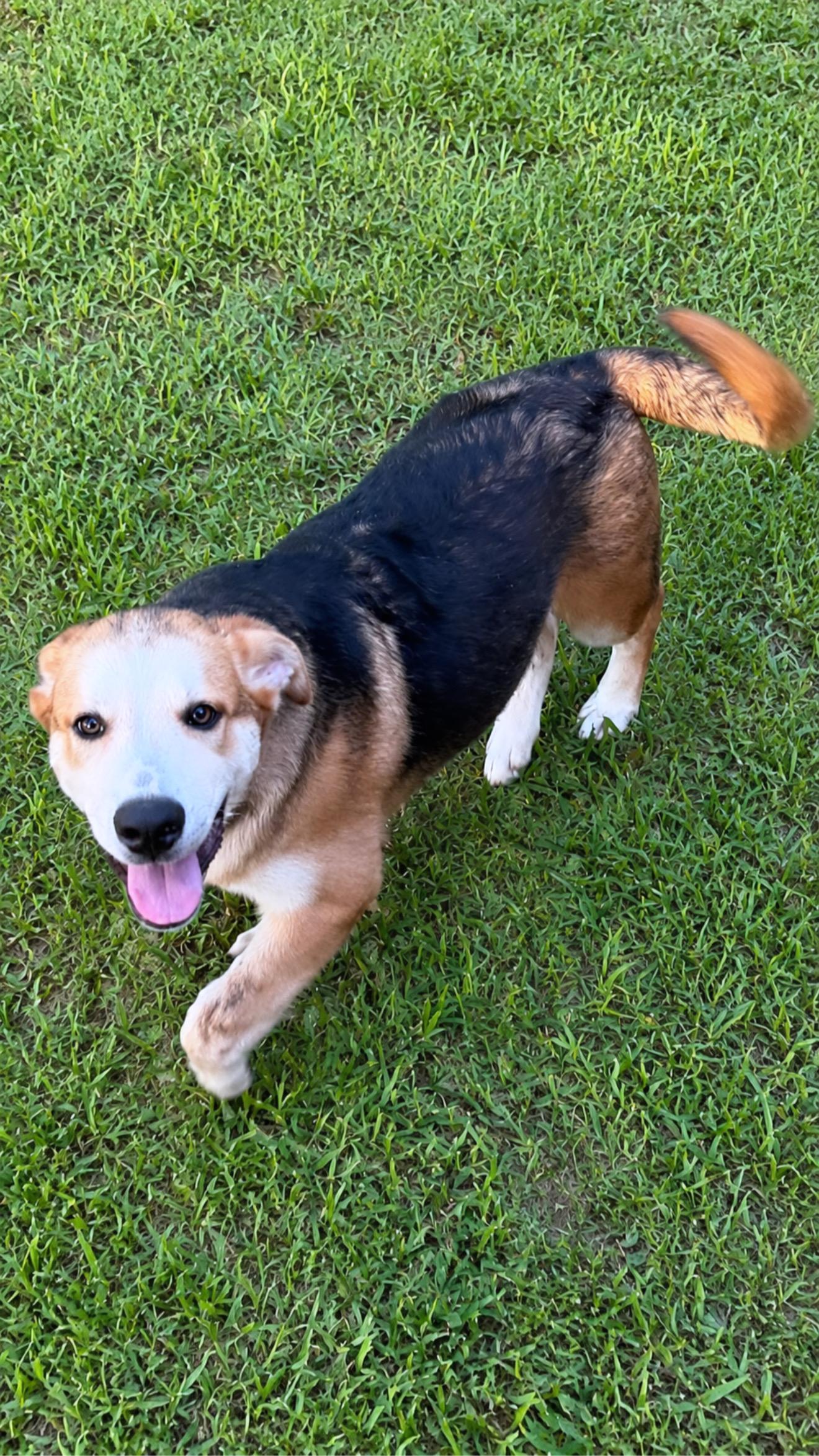 Zaruah, Adoptable, Young Male Husky & Shepherd.