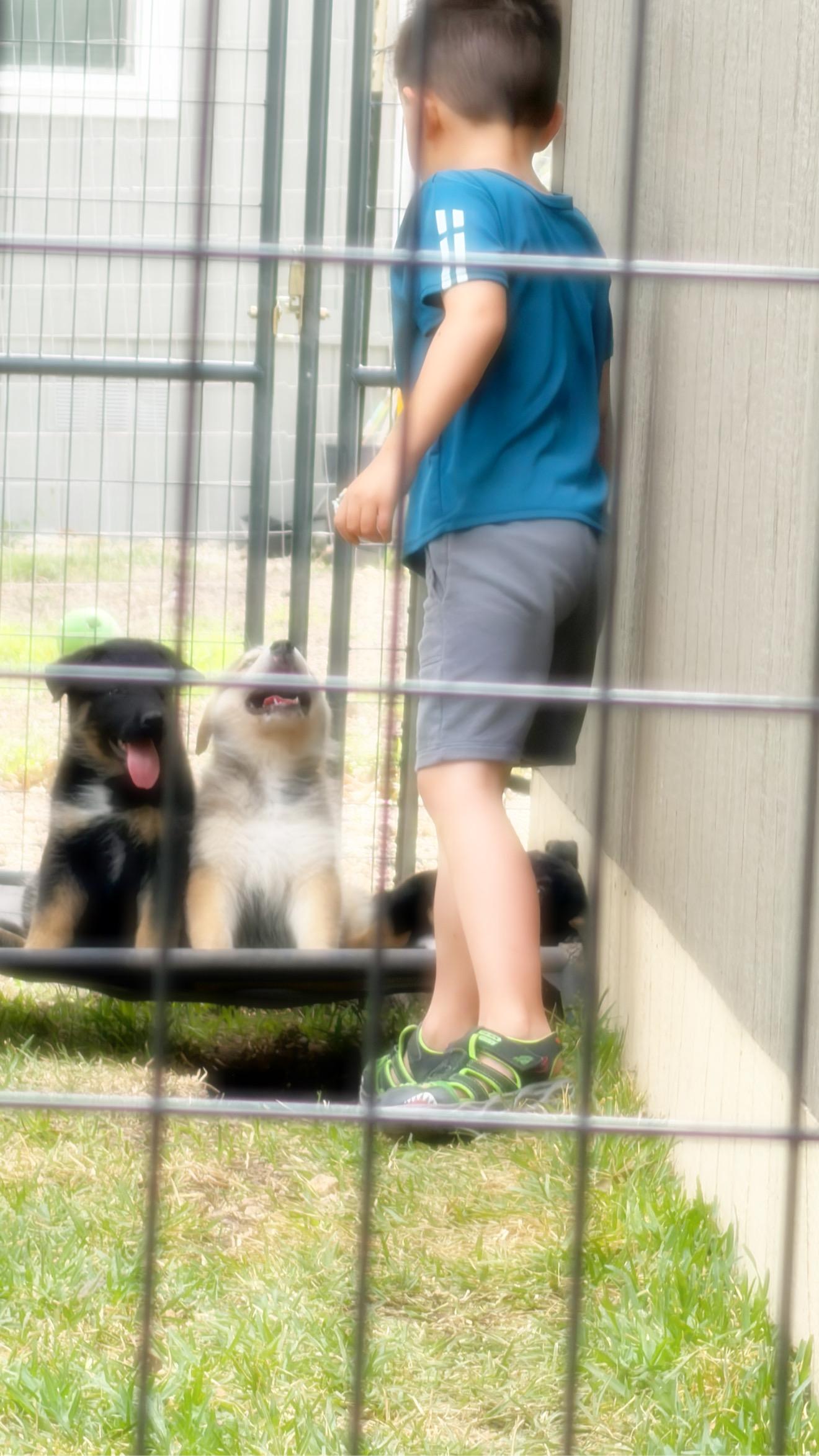 Enlarge Zaruah, a Adoptable mixed breed in Inez, TX image 4/4