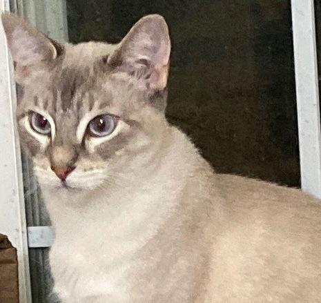 Enlarge Sugar, a Adoptable Siamese in Castro Valley, CA image 1/3