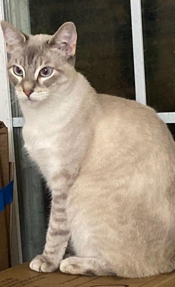 Enlarge Sugar, a Adoptable Siamese in Castro Valley, CA image 2/3