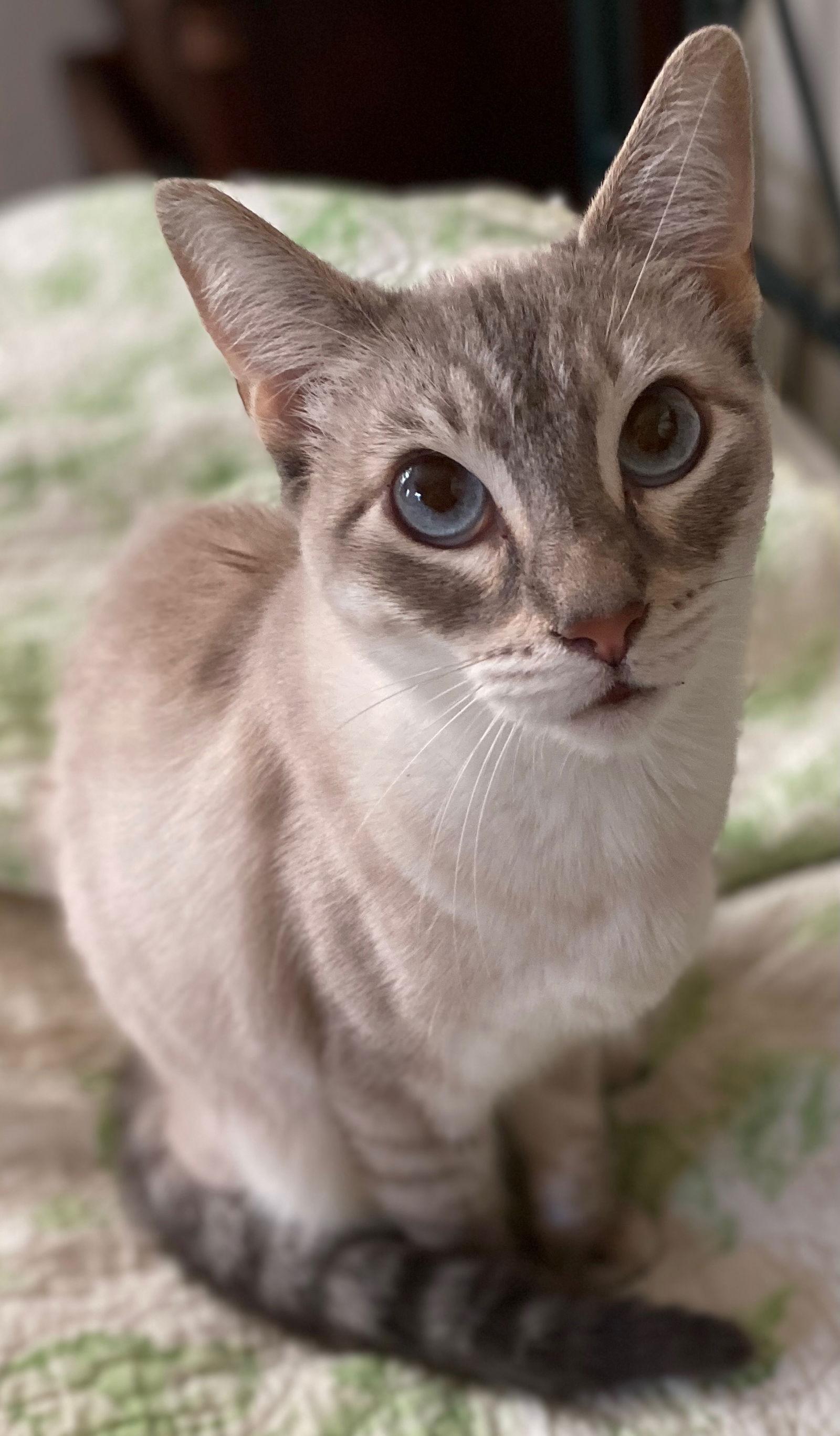 Enlarge Sugar, a Adoptable Siamese in Castro Valley, CA image 3/3