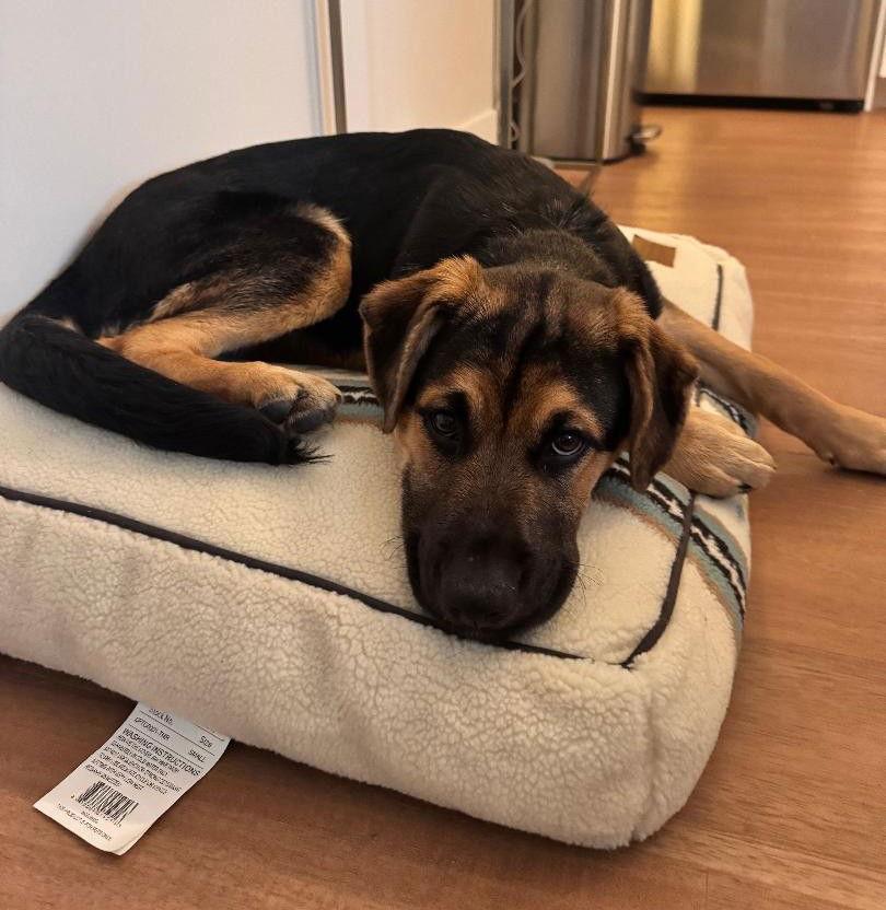 hero Captain America, Adoptable, Puppy Male German Shepherd Dog.