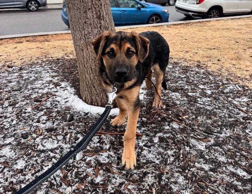 Enlarge hero Captain America, a Adoptable German Shepherd Dog in Lakewood, CO image 2/3