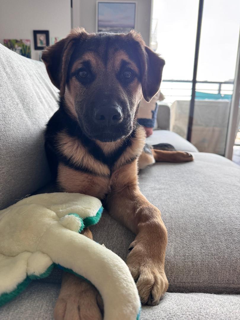 Enlarge hero Captain America, a Adoptable German Shepherd Dog in Lakewood, CO image 3/3