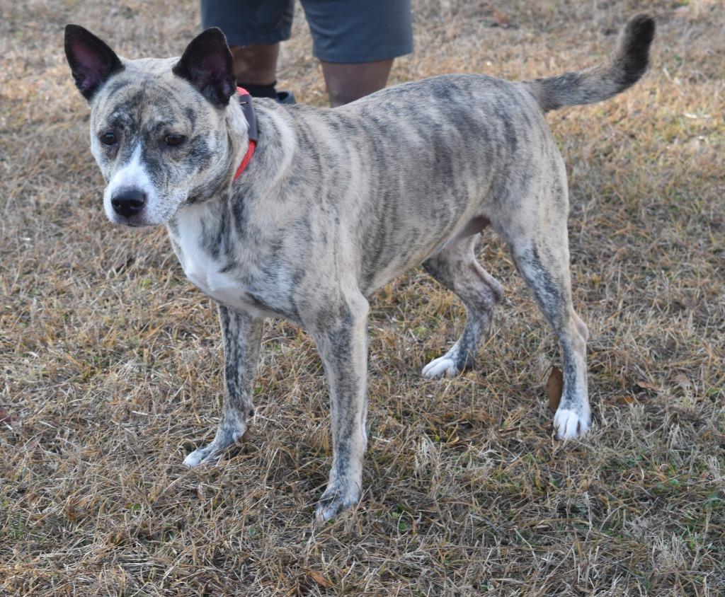 Luna, Adoptable, Adult Female Mixed Breed.