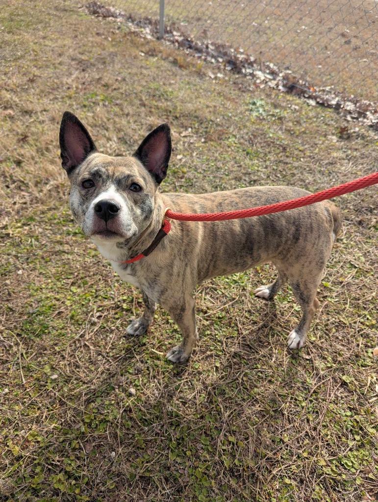 Enlarge Luna, a Adoptable mixed breed in Kingsland, GA image 2/6