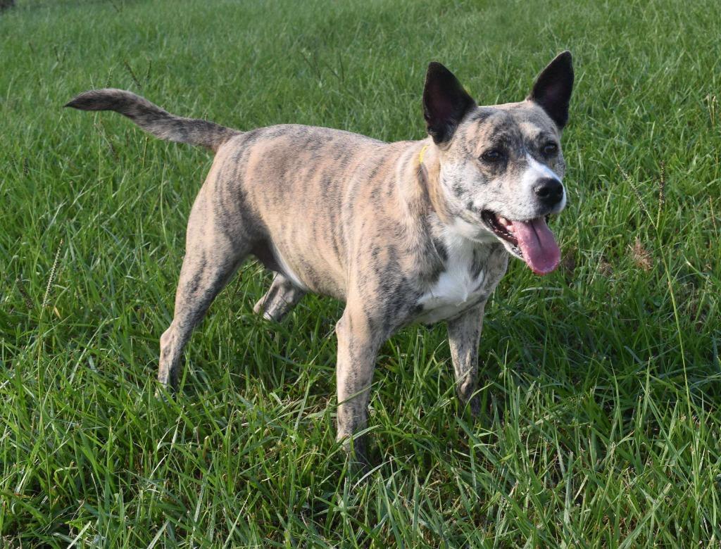 Enlarge Luna, a Adoptable mixed breed in Kingsland, GA image 3/6