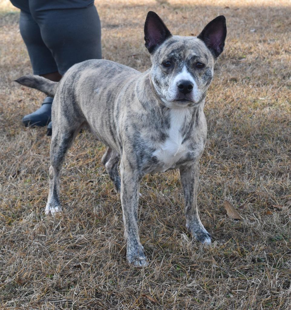Enlarge Luna, a Adoptable mixed breed in Kingsland, GA image 4/6