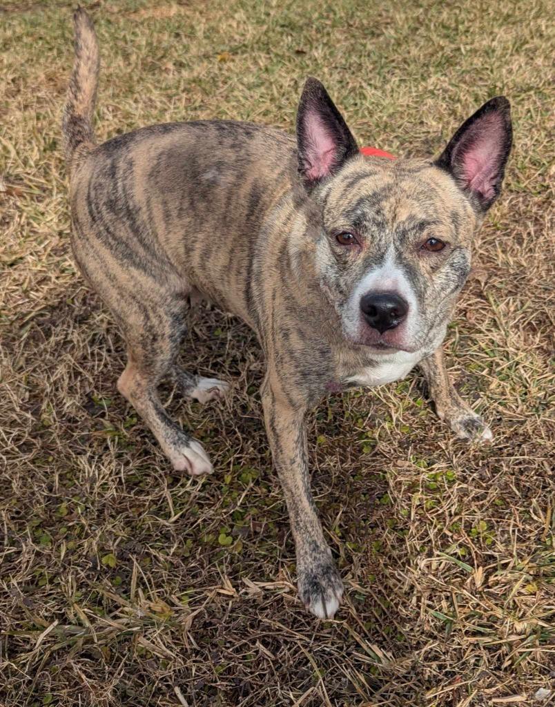 Enlarge Luna, a Adoptable mixed breed in Kingsland, GA image 5/6