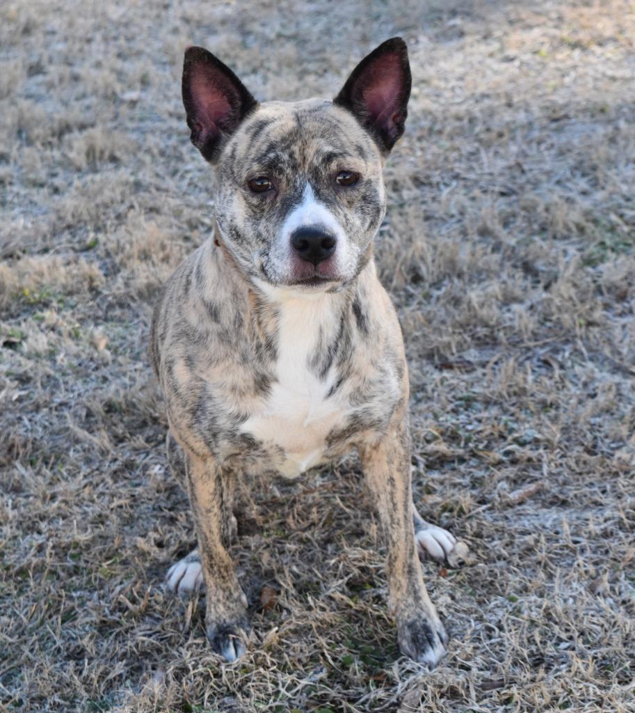 Enlarge Luna, a Adoptable mixed breed in Kingsland, GA image 6/6