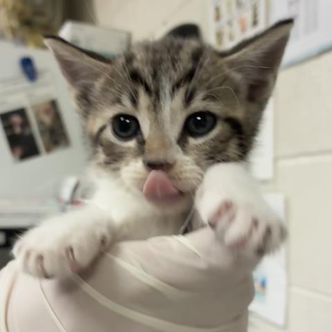 Enlarge TOBY, a Adoptable Domestic Short Hair in Pensacola, FL image 1/1