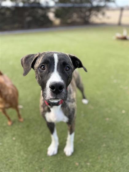 Nala, Adoptable, Adult Female Mixed Breed & Mixed Breed.