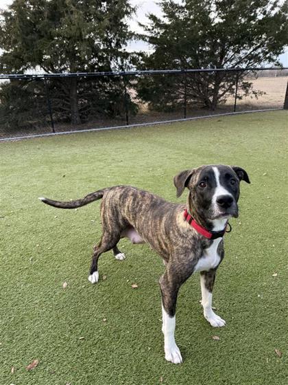 Enlarge Nala, a Adoptable mixed breed in Hutchinson, KS image 2/3