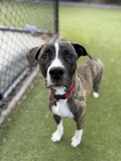 Enlarge Nala, a Adoptable mixed breed in Hutchinson, KS image 3/3