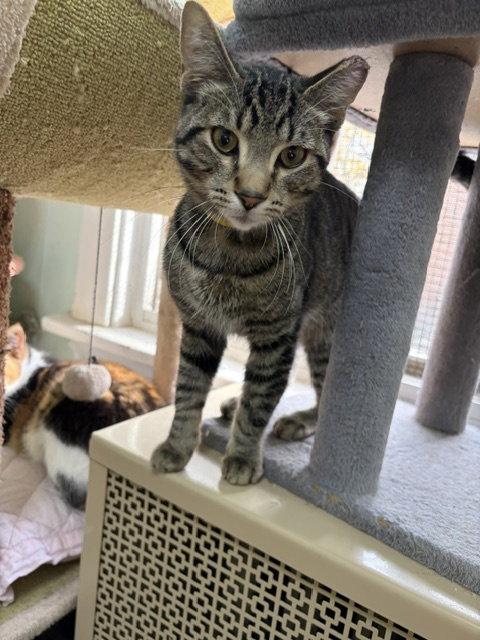 Furrnando, Adoptable, Young Male Tabby.