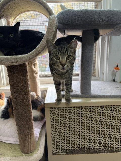 Enlarge Furrnando, a Adoptable Tabby in Chicago, IL image 2/2