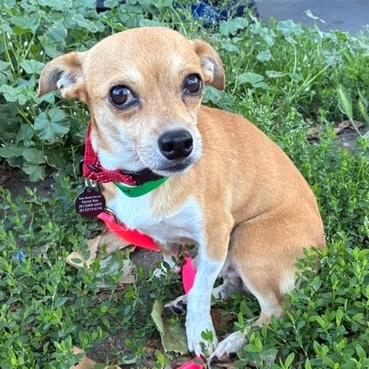 Leon, an adopted mixed breed in Brooklyn, NY image 2/5