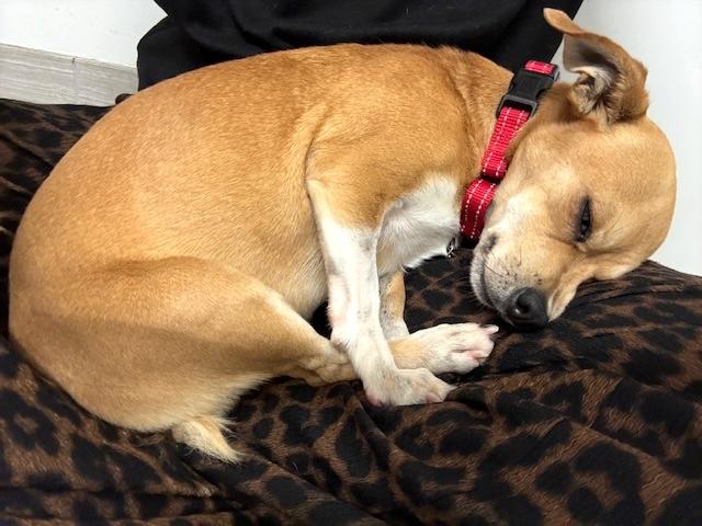 Leon, an adopted mixed breed in Brooklyn, NY image 4/5