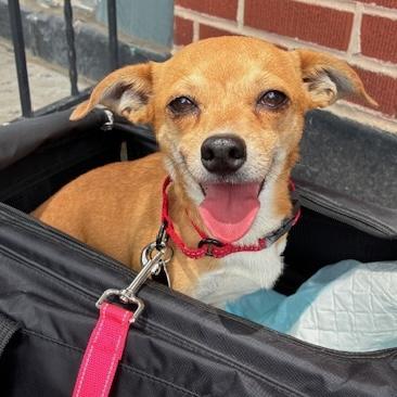 Leon, adopted, Young Male Chihuahua.
