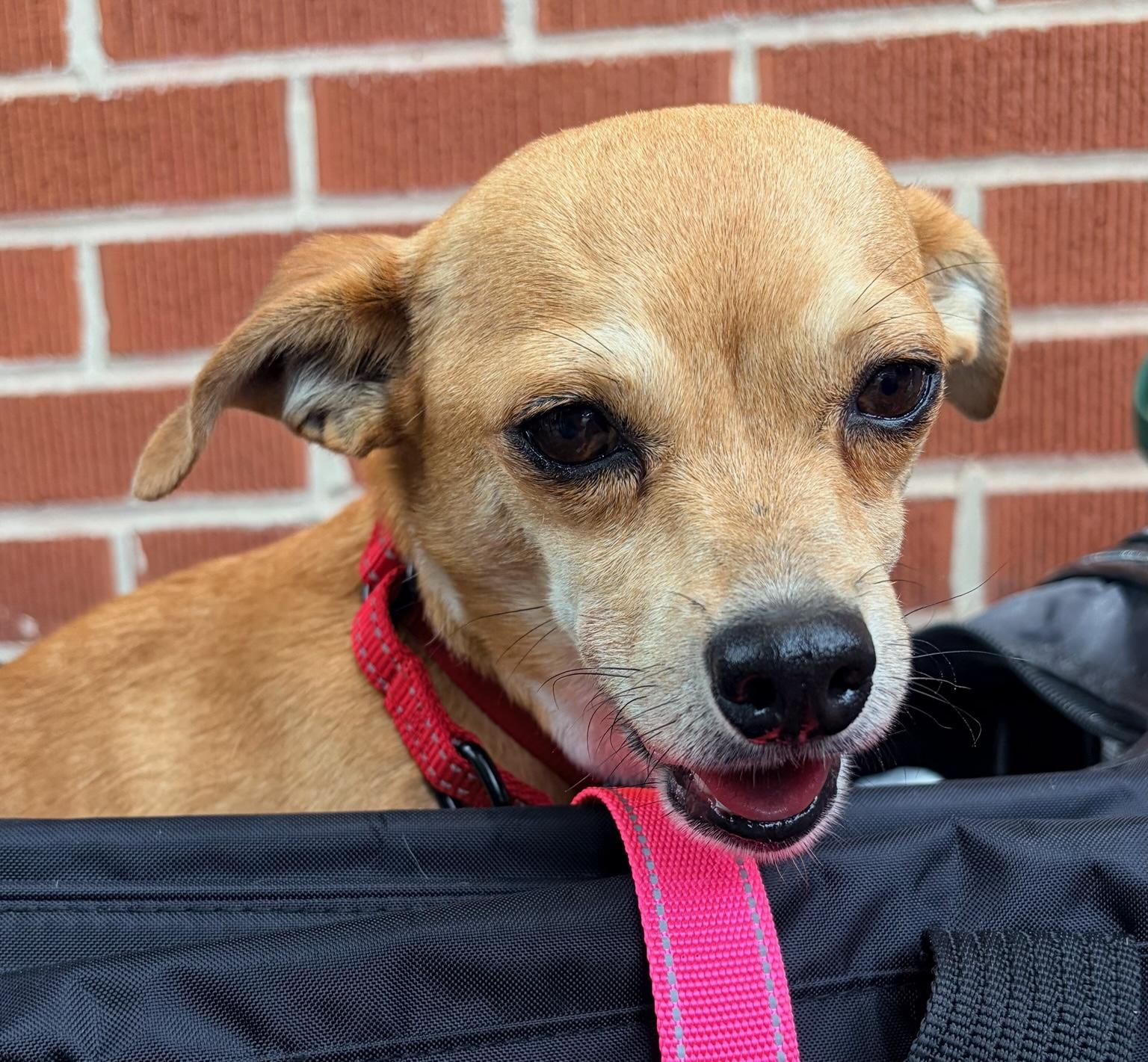 Leon, an adopted mixed breed in Brooklyn, NY image 5/5
