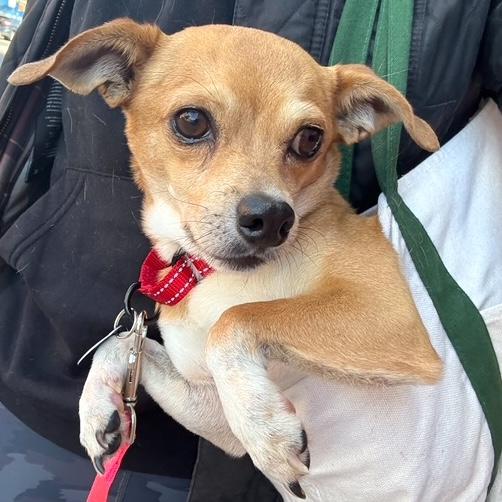 Leon, an adopted mixed breed in Brooklyn, NY image 3/5
