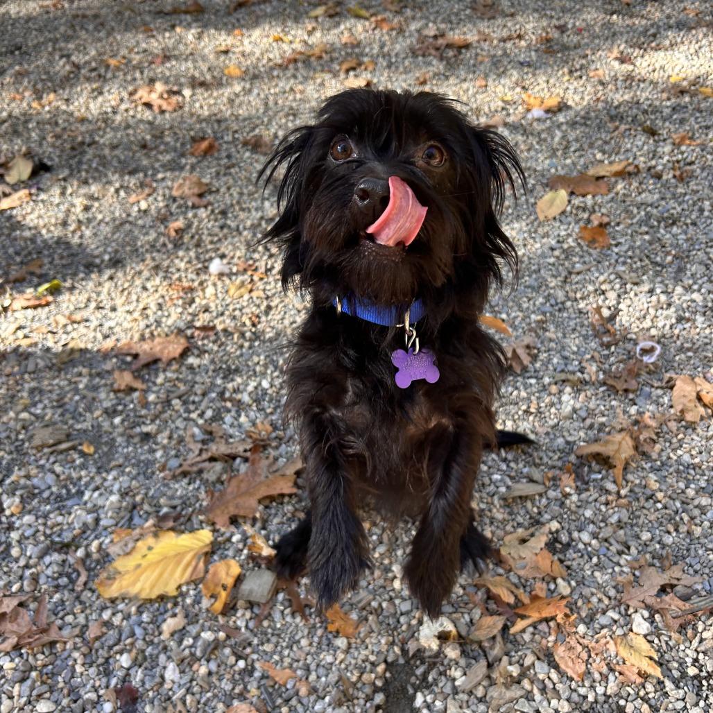 Enlarge Scrappy, a Adoptable mixed breed in Hopkinton, MA image 2/2