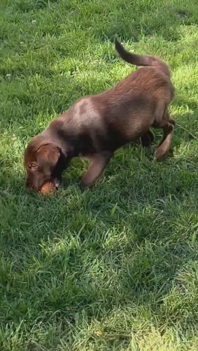 Enlarge LouLou, a Adopted mixed breed in BLOOMINGTON, NY video 5/9