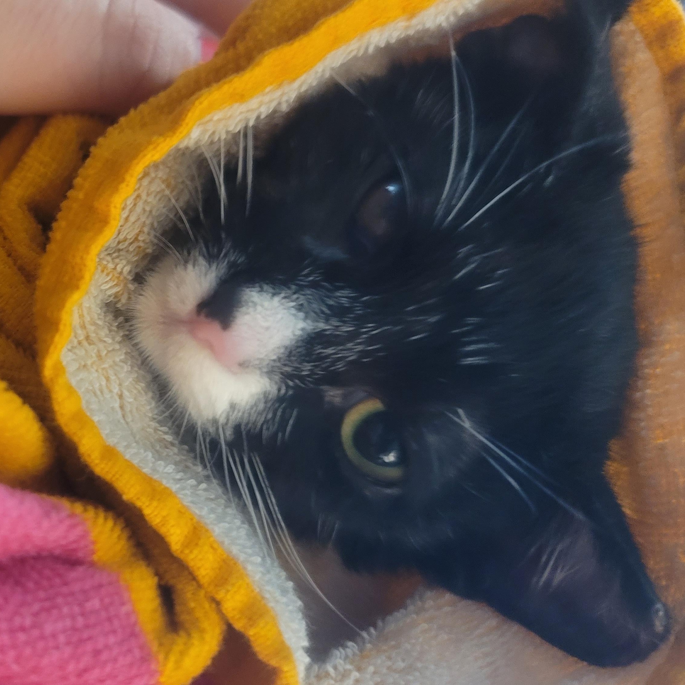 Enlarge Oakley, a Adoptable Domestic Short Hair in Richmond, MO image 4/5