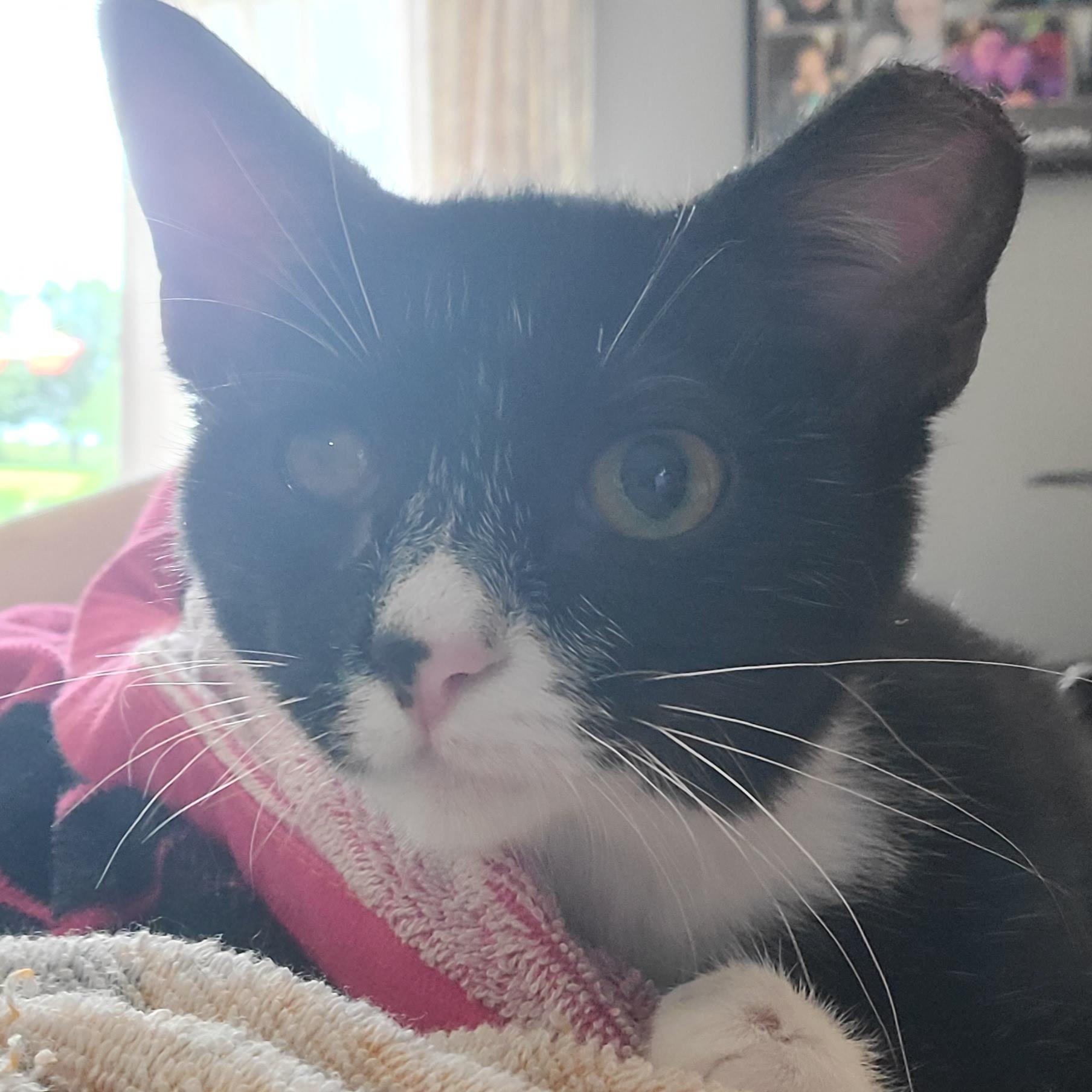 Enlarge Oakley, a Adoptable Domestic Short Hair in Richmond, MO image 1/5