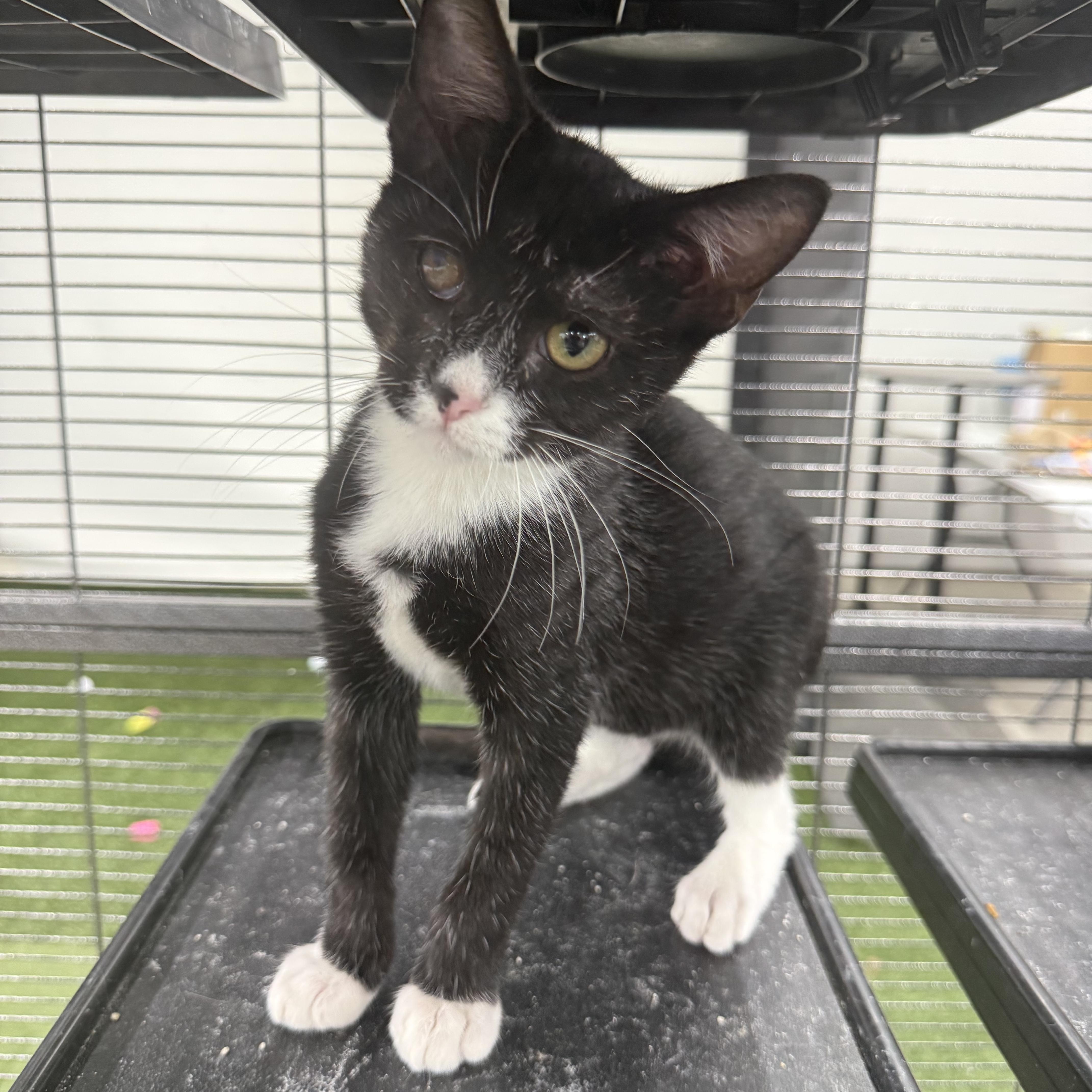 Enlarge Oakley, a Adoptable Domestic Short Hair in Richmond, MO image 3/5