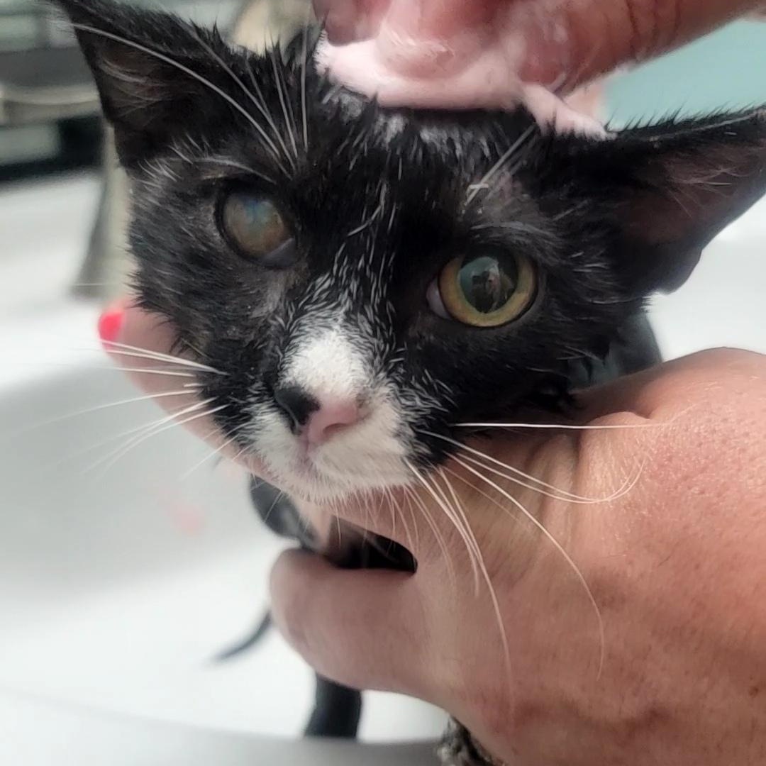 Enlarge Oakley, a Adoptable Domestic Short Hair in Richmond, MO image 2/5
