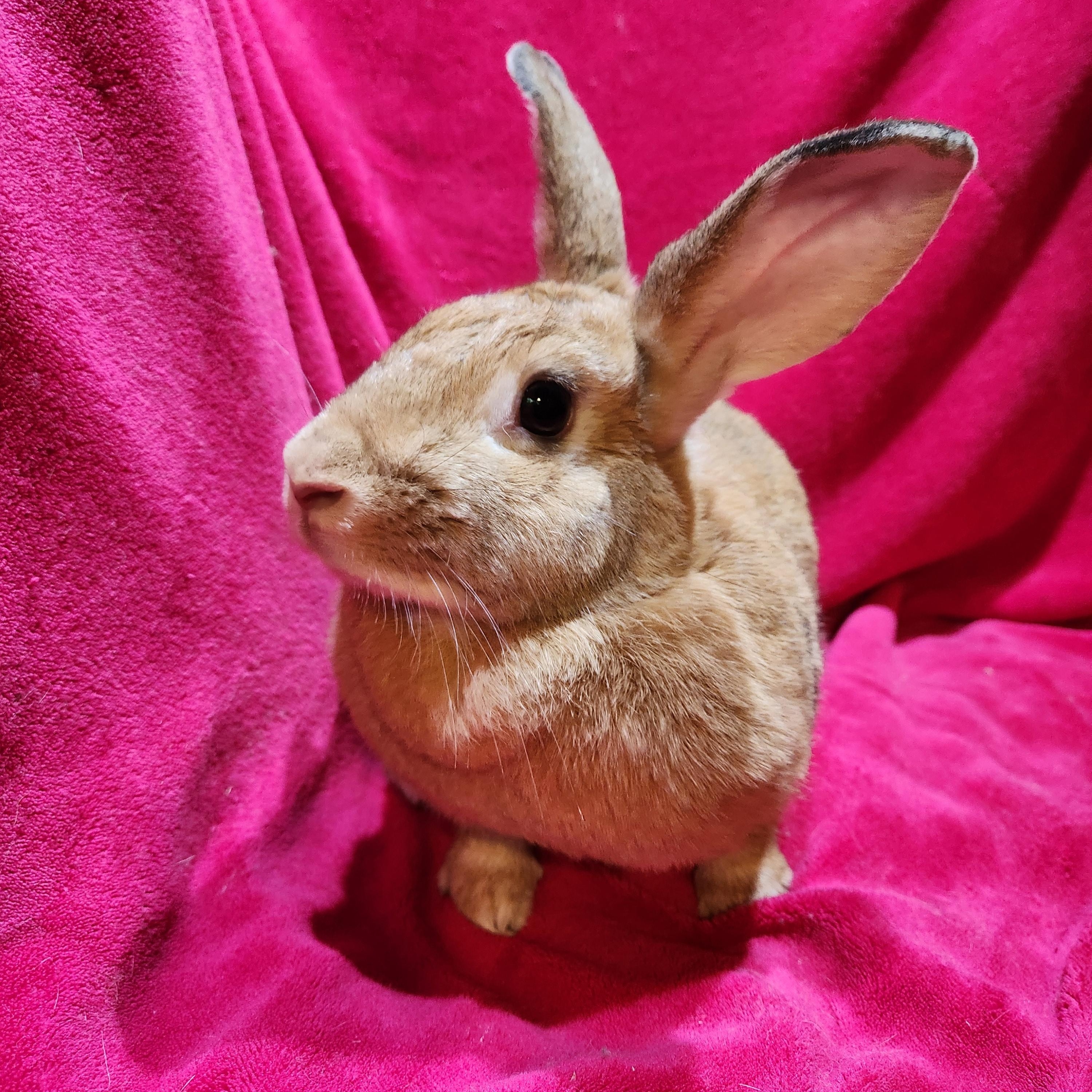 Penelope, adopted, Adult Female American & Flemish Giant.