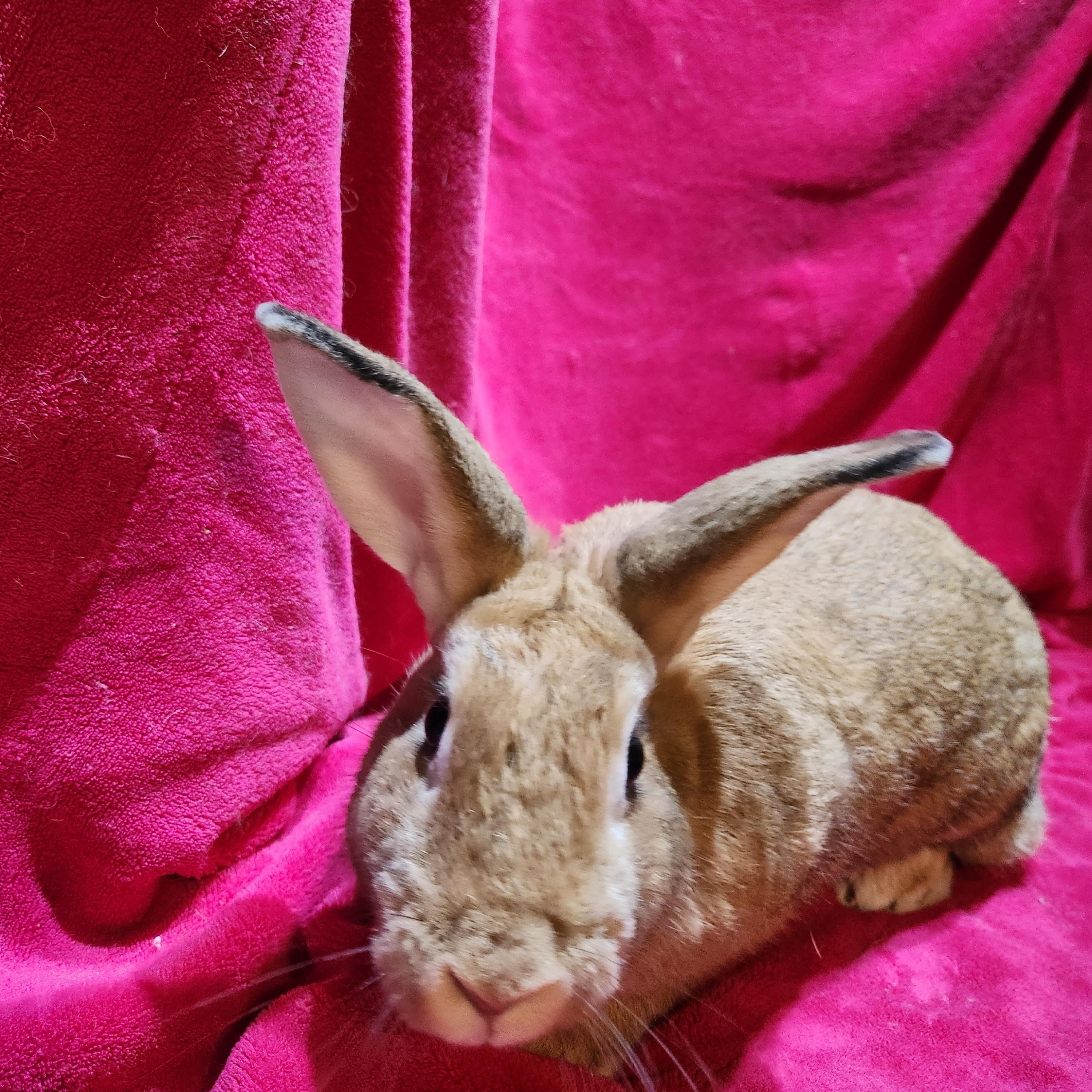 Penelope, an adopted mixed breed in Gig Harbor, WA image 4/4