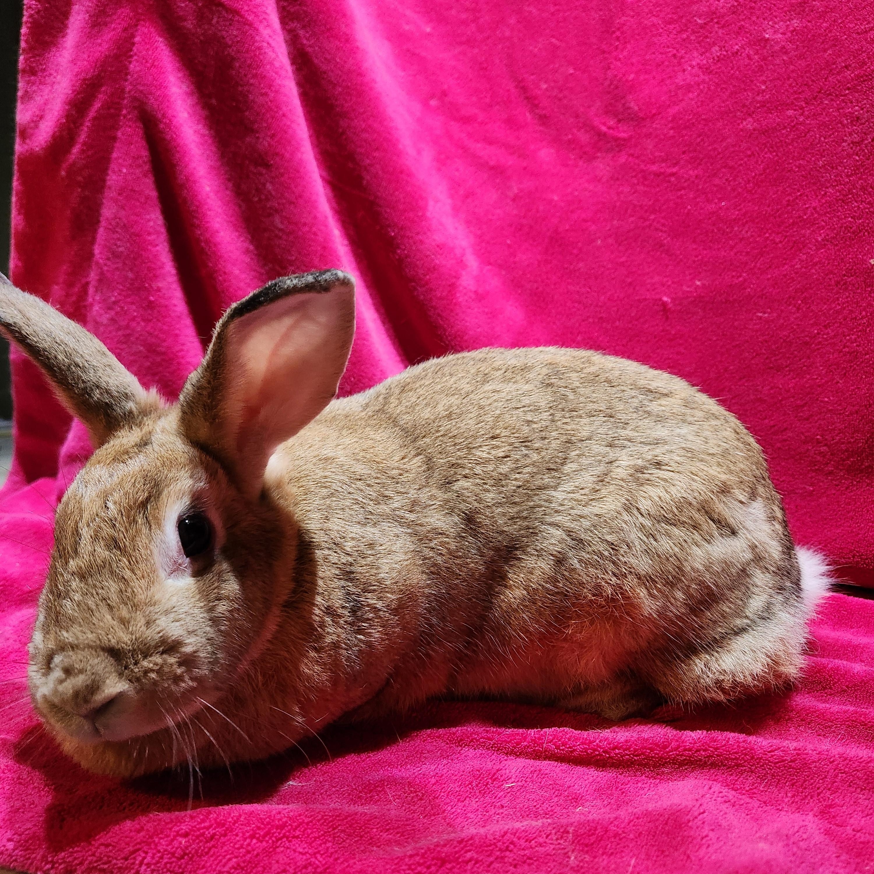 Penelope, an adopted mixed breed in Gig Harbor, WA image 3/4