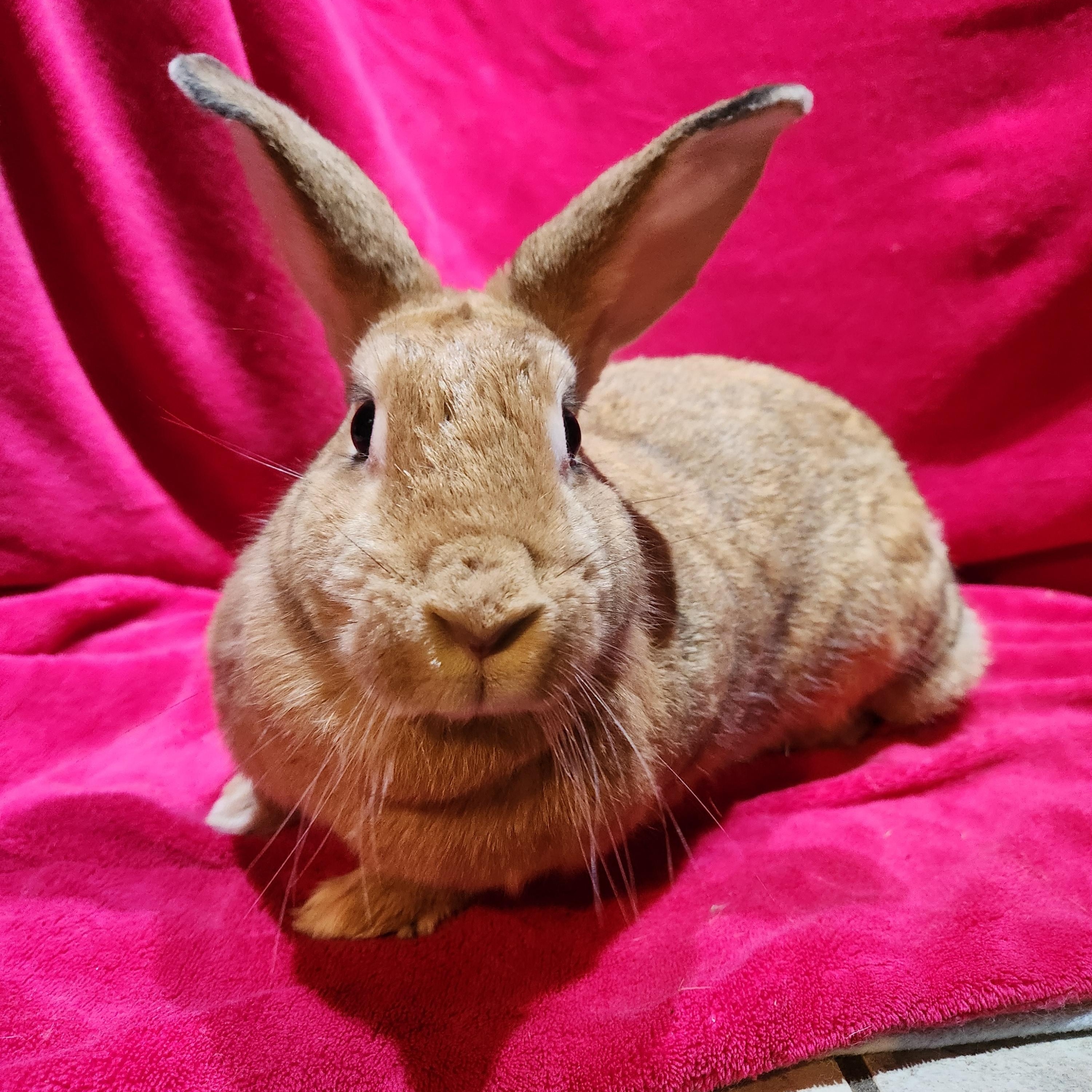 Penelope, an adopted mixed breed in Gig Harbor, WA image 2/4