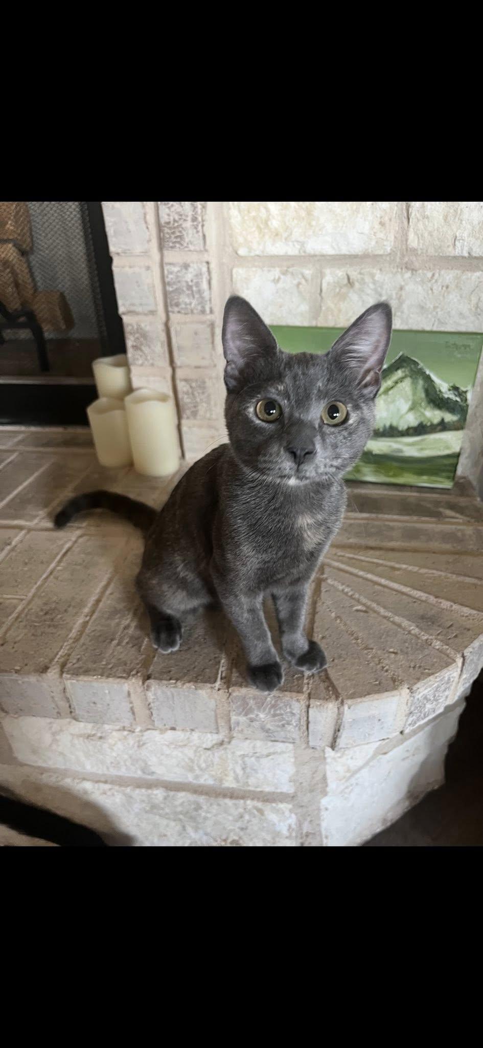 Ireland, an adoptable Domestic Short Hair in Midland, TX, 79703 | Photo Image 1